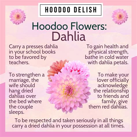 Hoodoo Flowers Dahlia