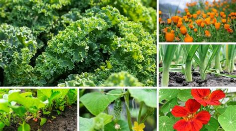 Companion Planting Kale How To Grow Kale With Compatible Plants