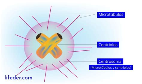 Centrosoma Concepto Funciones Y Estructura