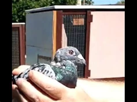 Pigeon Loose Feathers On Neck And Head Bald Patch Molt Moult Youtube