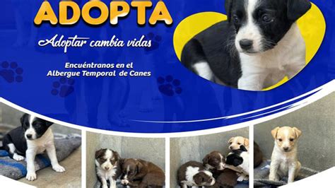 Caraz Adopta Campa A Para La Adopci N De Mascotas Noticias