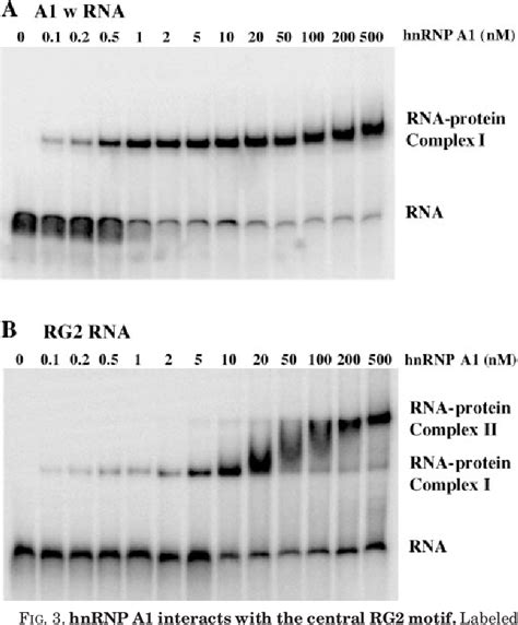 Figure 3 From HnRNP A1 And The SR Proteins ASF SF2 And SC35 Have