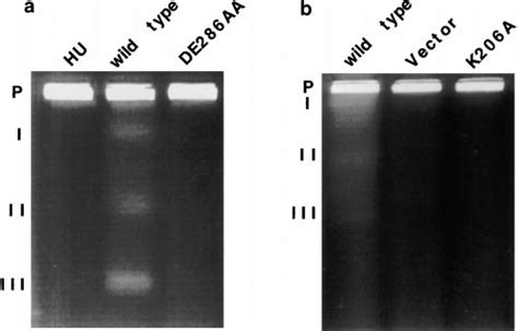 Pulsed Field Gel Electrophoresis Of Chromosomal Download Scientific