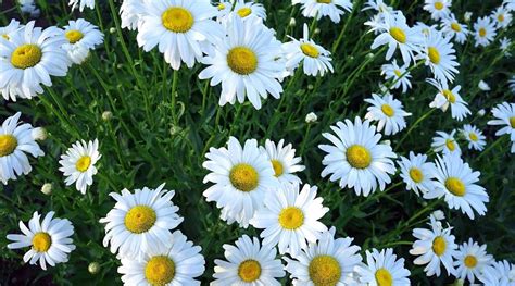 Daisy Varieties: 34 Different Types of Beautiful Daisies