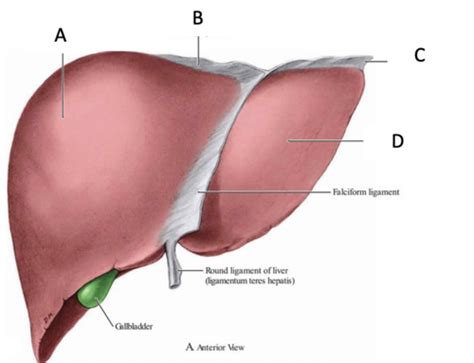 Week Diagrams Of The Liver Gallbladder Pancreas And Spleen