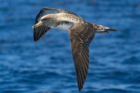 Perch Gli Uccelli Marini Volano Nell Occhio Del Ciclone