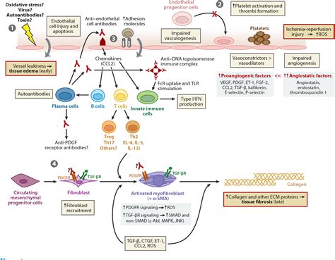 Pathogenesis Of Systemic Sclerosis