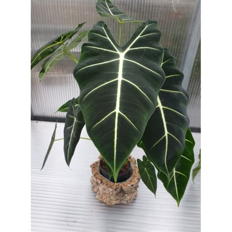 Алоказия (Alocasia Frydek) от Plants.bg с отлична цена