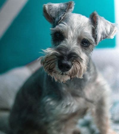 Are Schnauzers Hypoallergenic Dogs? | Hypoallergenic Dog