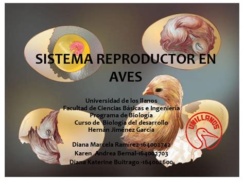 Ppt Sistema Reproductor En Aves