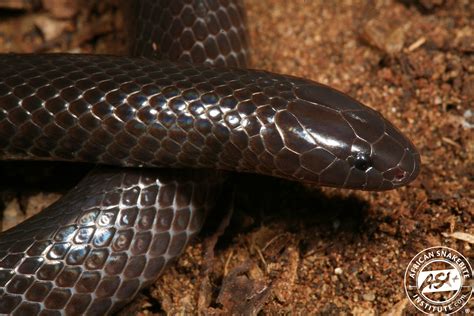 Natal Purple Glossed Snake African Snakebite Institute