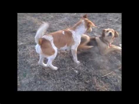 Hundegarten Serres E V Beppo Youtube