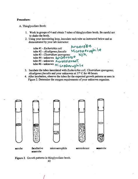 Procedure: A. Thioglycollate Broth: 1. Work in groups | Chegg.com