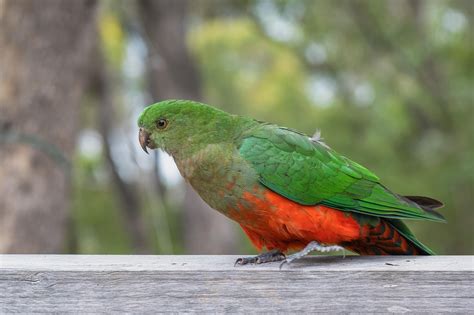 australian king parrot  photo  pixabay