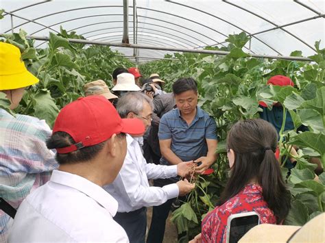 我院在兰考县召开蜜瓜产业发展关键技术集成与示范现场观摩会 河南省农业科学院