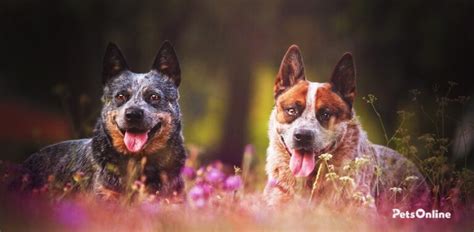 Australian Cattle Dog Size & Weight Chart - Pets Online