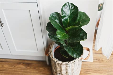 Ficus Lyrata Significado Espiritual 9 Benefícios da Planta