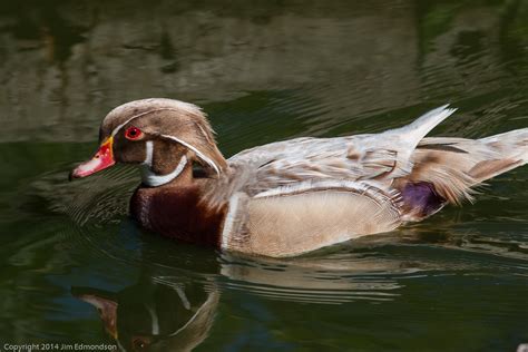 Apricot Wood Duck