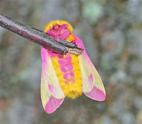 Rosy Maple Moth Looks Like A Furry Mr Kipling Battenberg Cake Metro News