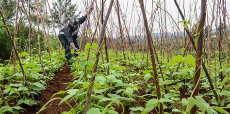 Helping To Breed Better Beans World Food System Center Eth Zurich