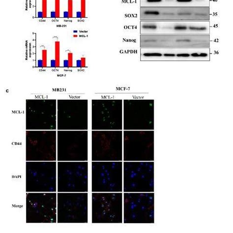 Mcl 1 Regulates The Expression Of Stemness Cell Relevant Genes In