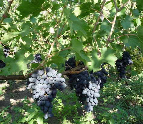 Виноград Кодрянка – описание сорта, фото, отзывы