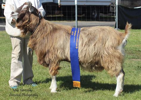 Toggenburg Dairy Goat Society Of Australia Ltd