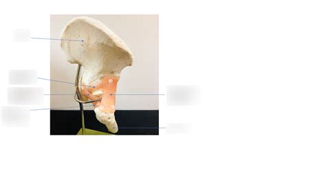 LAB MODULE 8 HIP JOINT POSTERIOR VIEW Diagram Quizlet