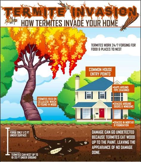 Termite Infographic