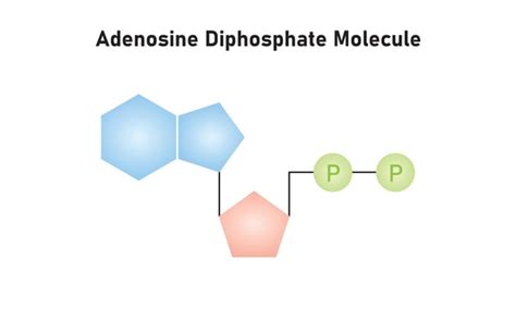 Adenosine Diphosphate Ribose: Over 128 Royalty-Free Licensable Stock Illustrations & Drawings ...