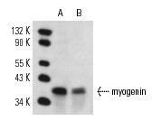 Myogenin Fd Scbt Santa Cruz Biotechnology