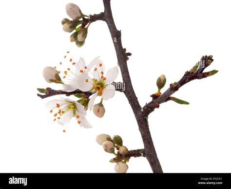 Prunus Spinosa Blackthorn Aka Sloe Blossom In Springtime Isolated On