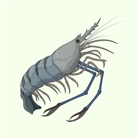 Vector Hand Drawn Create Design Giant Freshwater Prawn Shrimp