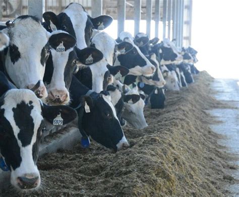 Why The Milk Market Isnt Robbed Of All Hope For Higher Prices