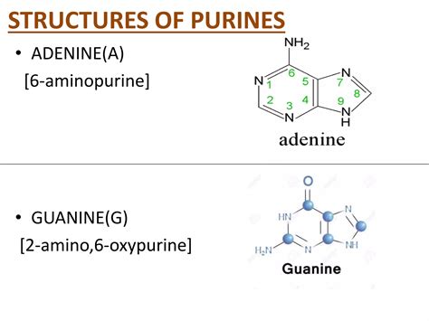 Chemistry Of Nucleic Acid Ppt