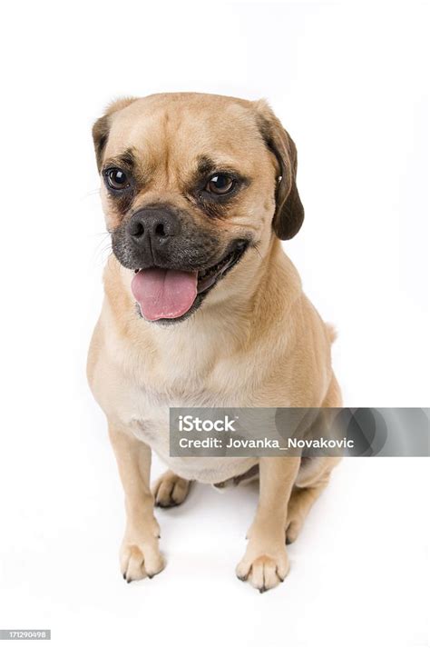 Smiling Puggle Puppy Dog Panting On White Stock Photo Download Image