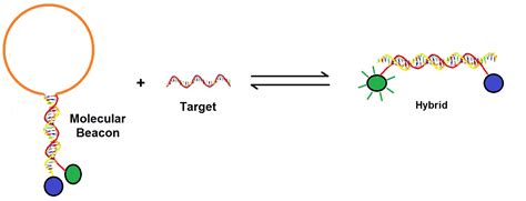 Design rules for Molecular Beacons