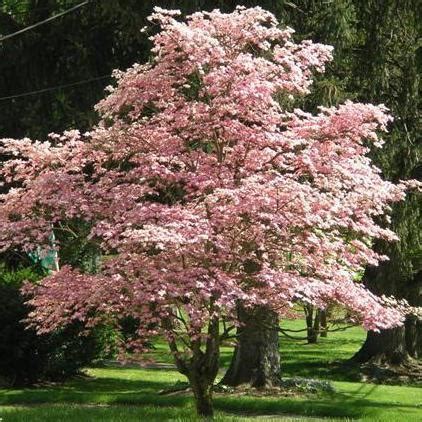 Pink Dogwood | Pink Dogwood Tree for Sale — PlantingTree.com