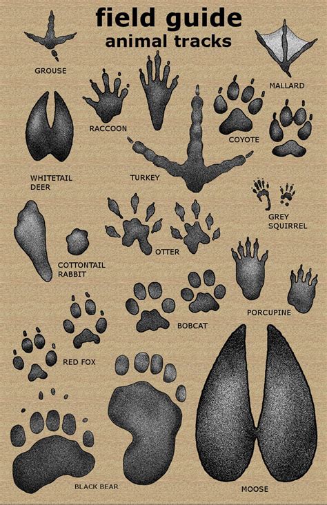Printable Animal Tracks