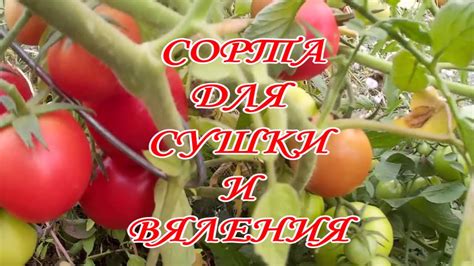 СОРТА ПОМИДОРОВ ДЛЯ ВЯЛЕНИЯ И СУШКИ. СПЕЦИАЛЬНЫЙ СОРТ. - YouTube