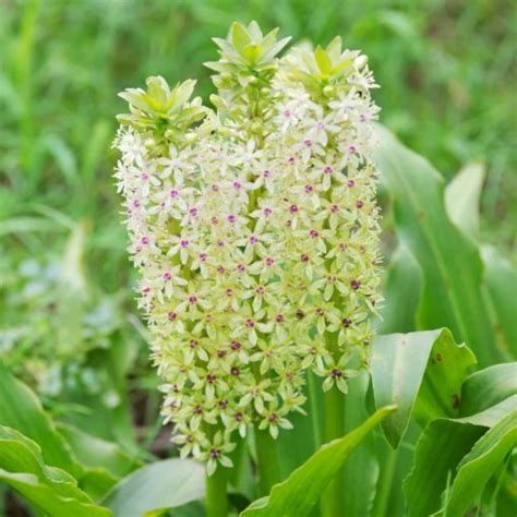 Eucomis Comosa Bulb Pineapple Lily White 1 Bulbs Bagh Pk