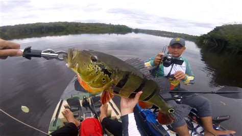 Pesca de Caiaque Tucunaré de 69 cm Rio Preto da Eva Amazonas