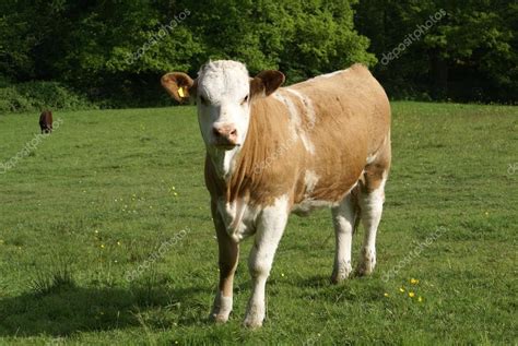 Hereford. Hereford cow. cattle. beef cattle breed from Herefordshire ...