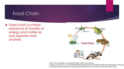 SOLUTION: Food chain in ecosystem - Studypool