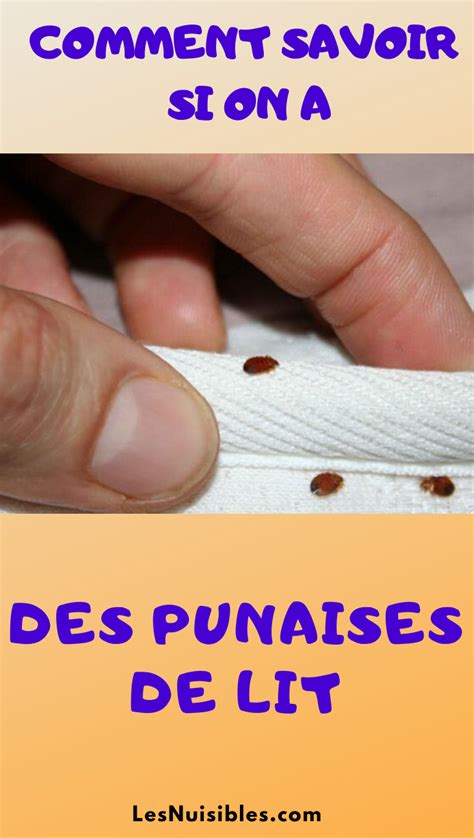 Comment éliminer les punaises de lit Punaises de lit Anti punaise de