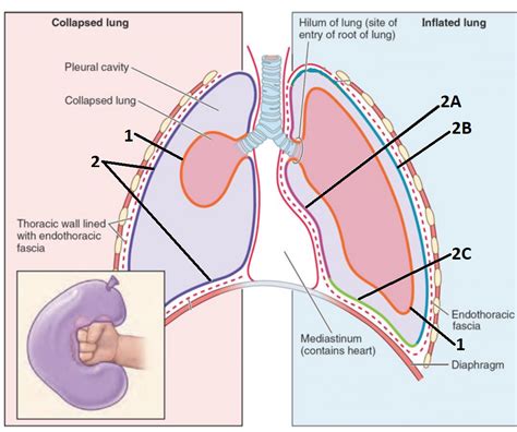 Thorax Lec Diagram Quizlet