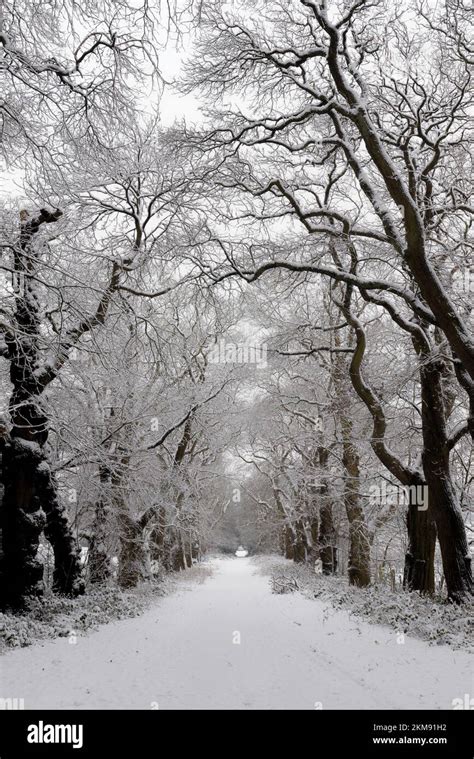 Winter Tree Tunnel Stock Photo - Alamy