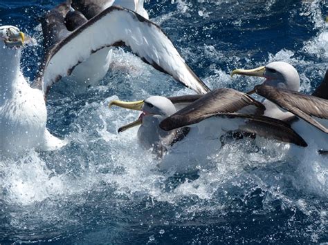 It Is World Albatross Day 19 June 2022 Celebrate These Amazing Birds