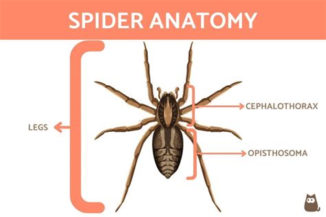 The Anatomy of Wolf Spiders: A Detailed Guide