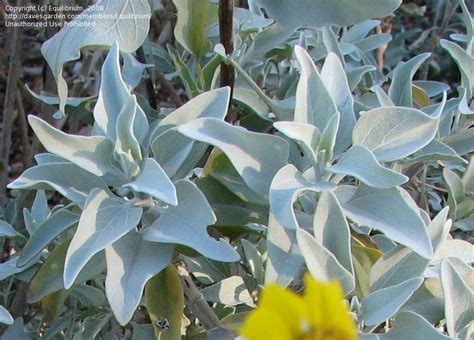 PlantFiles Pictures: Brittle Bush, White Brittlebush, Incienso (Encelia ...